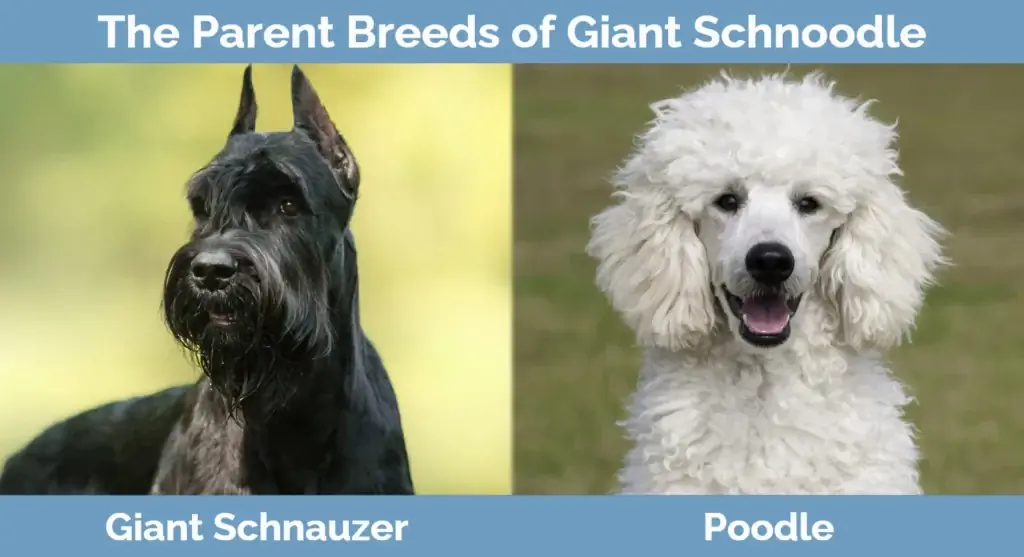 Las razas progenitoras de Giant Schnoodle