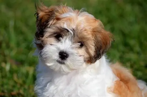 Cock-A-Tzu (Cocker Spaniel & Shih Tzu Mix): informații, imagini, fapte