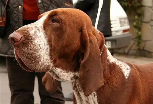 bracco italià