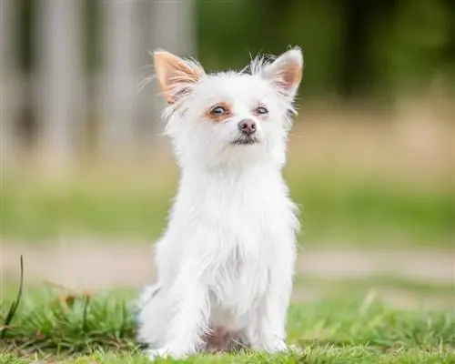 biele šteniatko chorkie