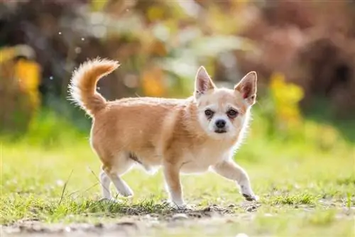 Chorkie (Yorkshire Terrier & Mezcla de Chihuahua): información, imágenes, hechos