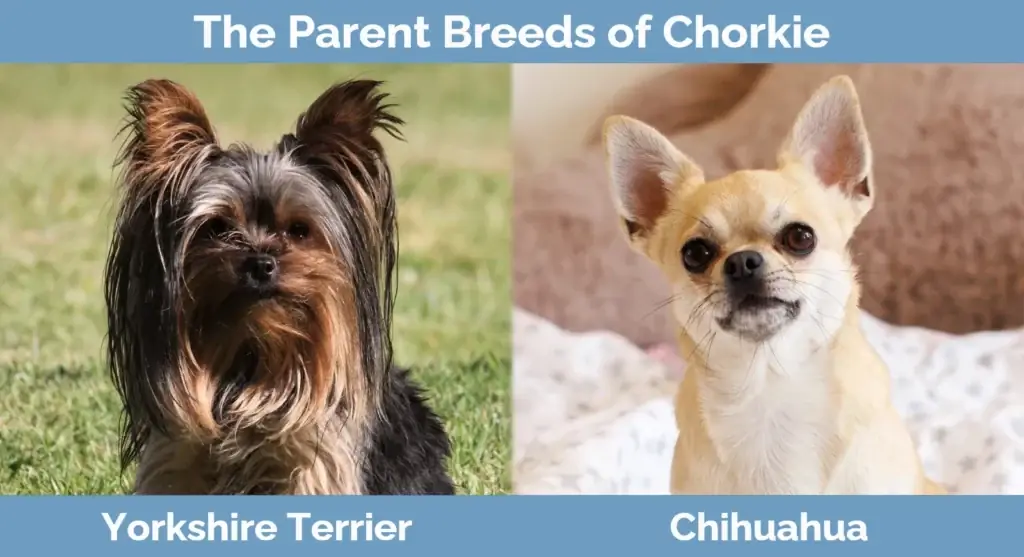 Les races parentales de Chorkie