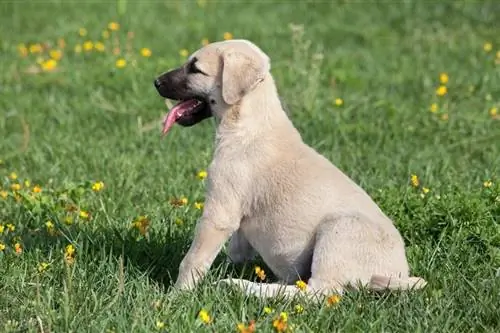 con chó con kangal trong vườn