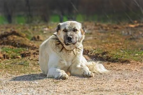 Turecký pes Sivas Kangal