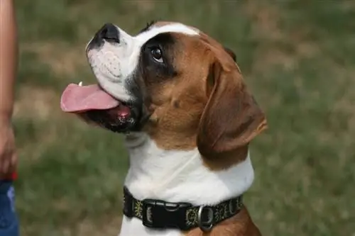 Mélange Dogue et Boxer