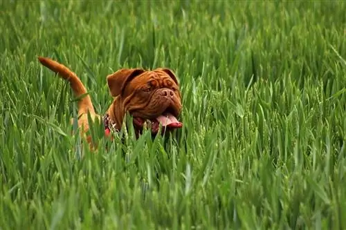 Mastiff & Boxer Mix