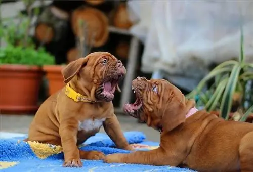 Mélange Dogue et Boxer