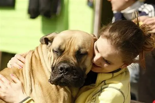 Mastiff & Boxer Mix