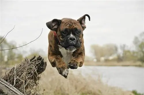 Mastiff- und Boxer-Mix