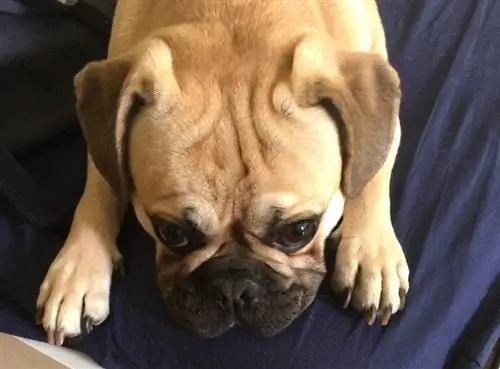 pug perancis