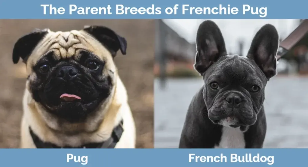 Racat mëmë të Frenchie Pug