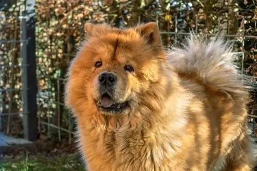 Chow Chow: Köpek Cinsi Bilgisi, Resimler, Köpek Yavruları, Özellikleri & Gerçekler