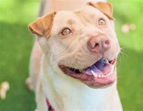 Lab Pei (Labrador Retriever & Chinese Shar Pei Mix): info, foto's, feiten