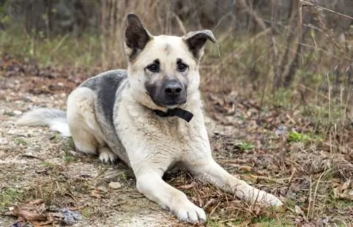 Chow Shepherd (Chow Chow & German Shepherd Mix): Info, bilder, egenskaper