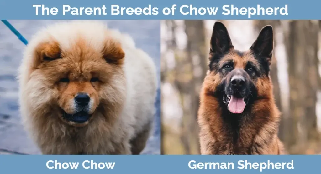 Baka induk Chow Shepherd