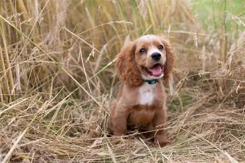 Anak anjing cockkalier