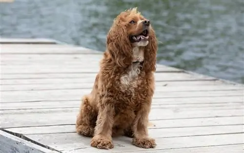 Cockalier (Cocker Spaniel & Cavalier King Charles Mix): Gambar, Maklumat & Fakta