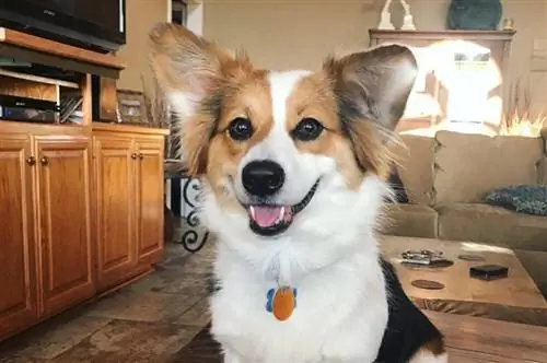 Aussie-Corgi (Australian Shepherd & Corgi Mix): Info, bilder, fakta