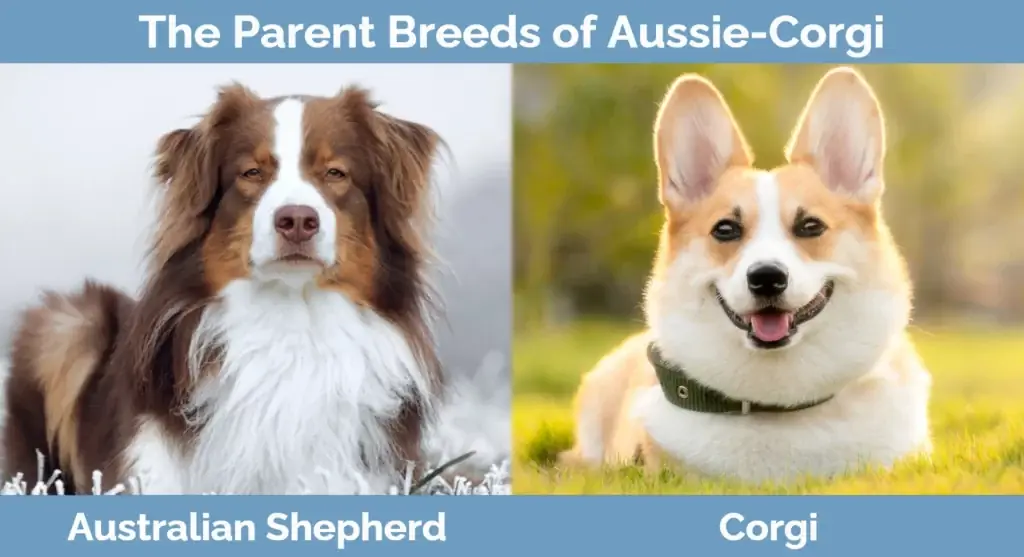 Rasy rodzicielskie Aussie-Corgi