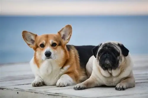 sød yndig mops og corgi udenfor_MDavidova_shutterstock