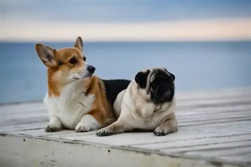 sød yndig mops og corgi udenfor_MDavidova_shutterstock2