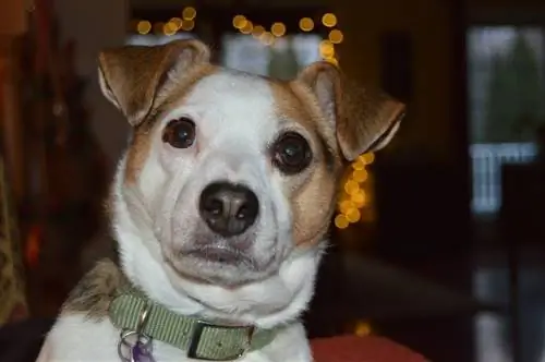 Chihuahua & Jack Russell Terrier Mix