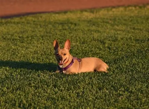 Jek Chi (Chihuahua & Jek Rassell Terrier aralashmasi): Ma'lumot, rasmlar, kuchukchalar, faktlar