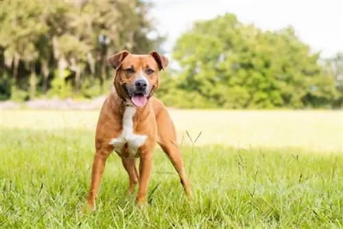 Beagle Pit karışık cins köpek