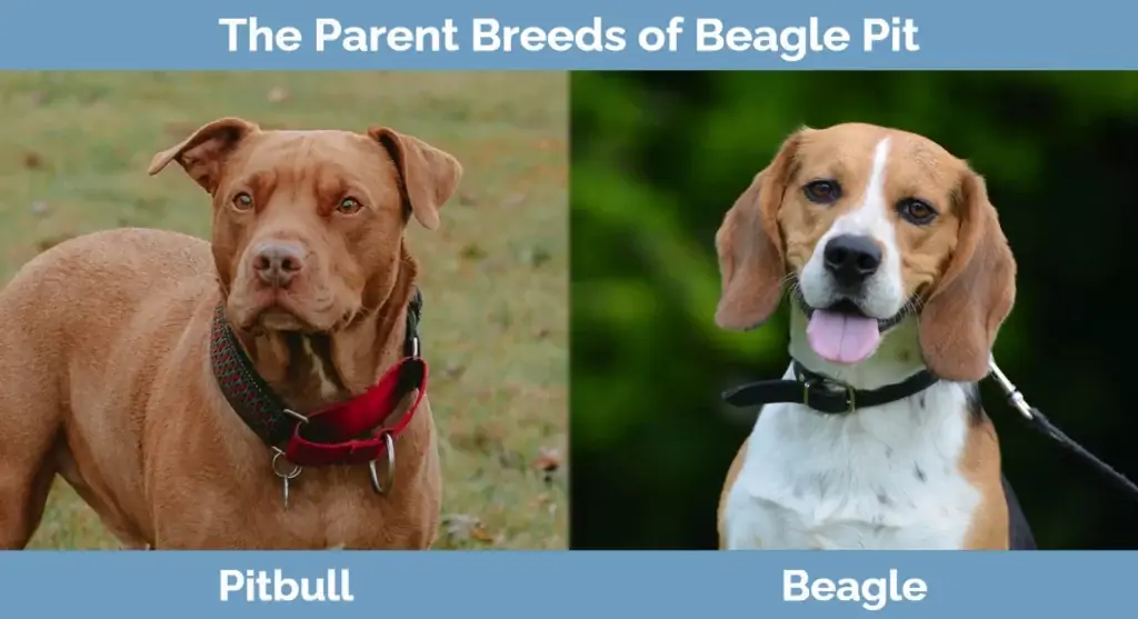 Baka induk Beagle Pit