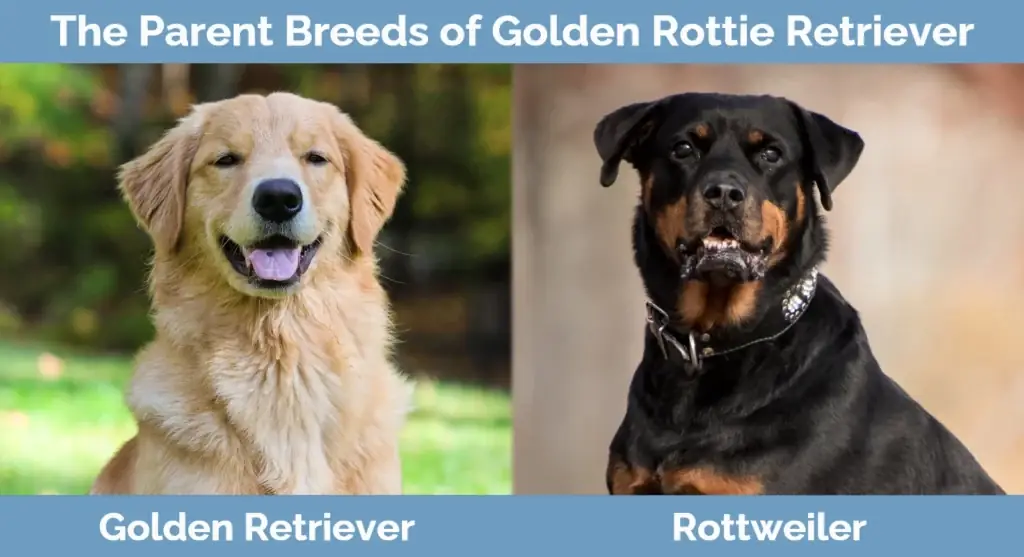 Les races progenitores del Golden Rottie Retriever