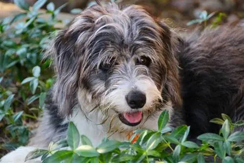 Bordoodle (Border Collie & Poodle Mix) ข้อมูล รูปภาพ ข้อเท็จจริง & นิสัย