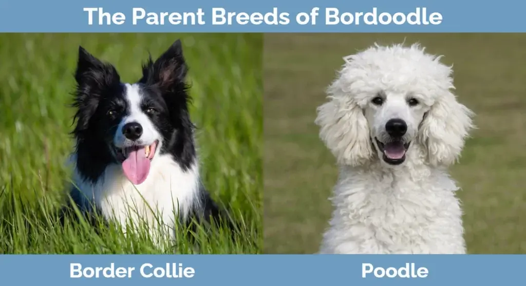 Breed induk dari Bordoodle