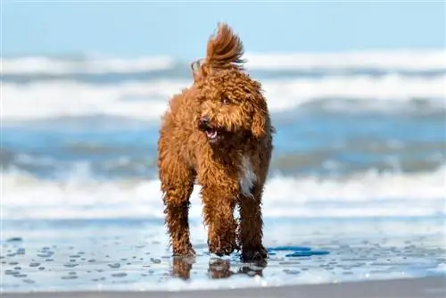 Irish Doodle (Poodle & Irish Setter Mix): informații, imagini, trăsături