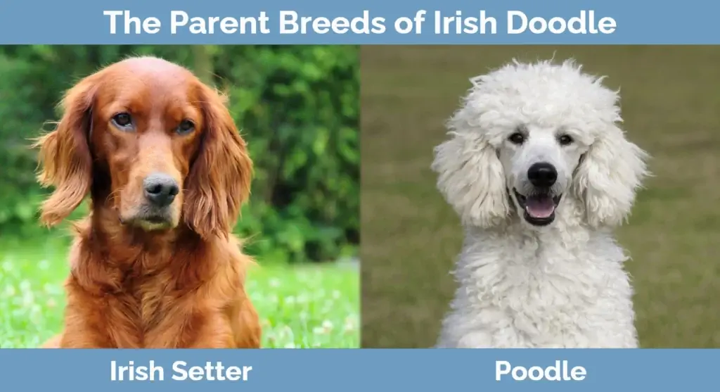 Foreldrerasene til Irish Doodle