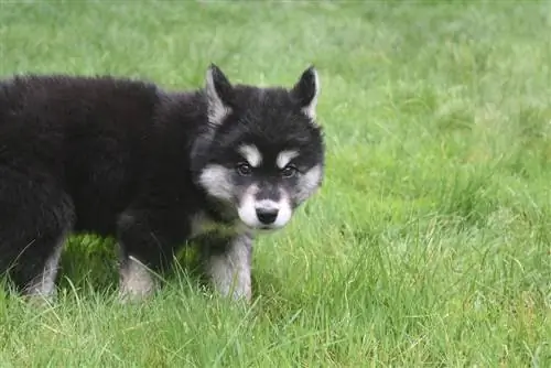 Alusky puppy