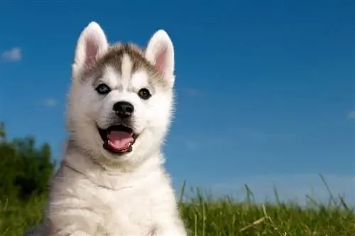 mezcla de husky malamute