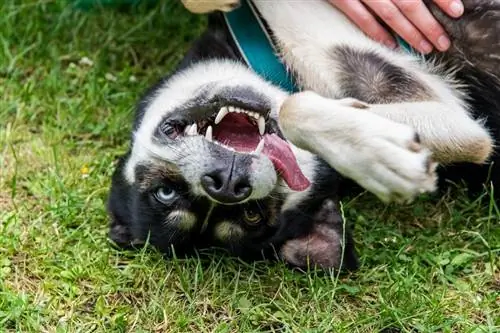 Malamute de Alaska y husky siberiano