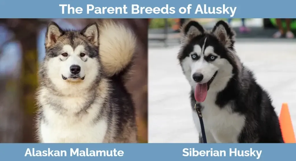 Las razas progenitoras de Alusky.