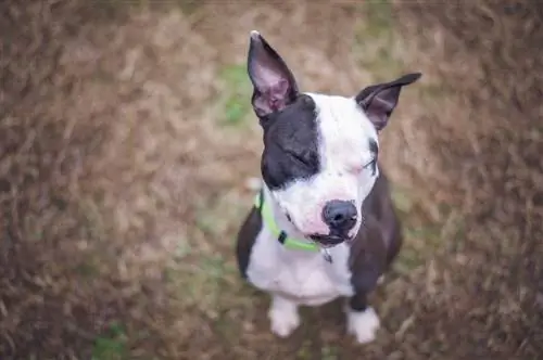 boston pitbull terrier blanding