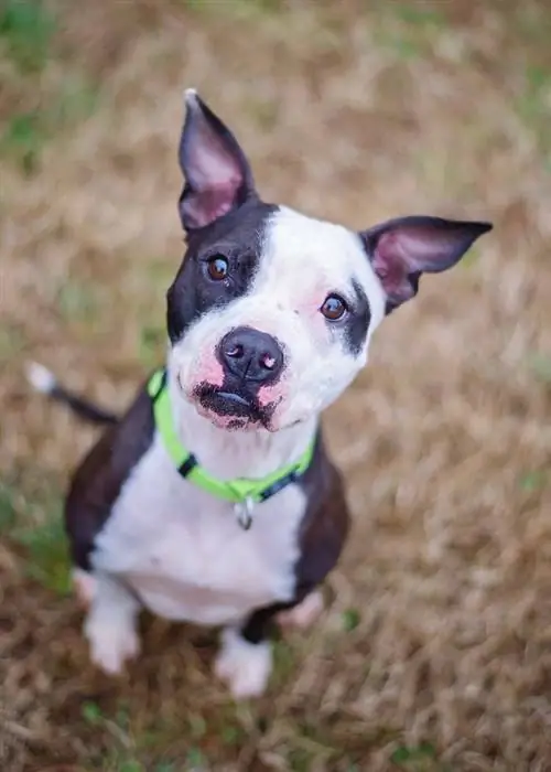 boston pitbull terrier chiot mélange