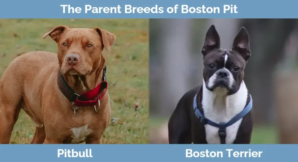 Les races parentales de Boston Pit