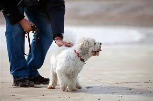 zuchon en la playa