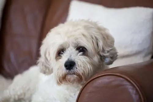 Zuchon (Shih-Tzu & Bichon Frise Mix): Tietoja, kuvia, faktoja & piirteitä