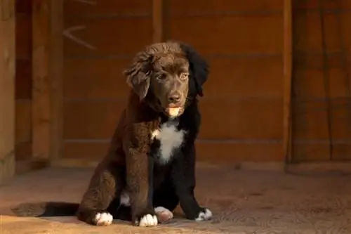 altın dağ köpeği yavrusu