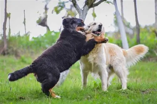 Zlatý retriever a Bernský salašnícky pes sa hrajú