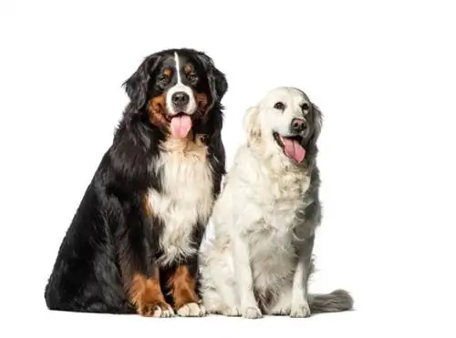 Bernese ve Golden Retriever