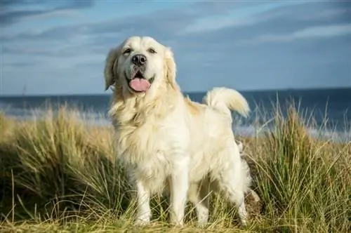 Złoty pies pasterski (berneński pies pasterski & Golden Retriever Mix): informacje o rasie, zdjęcia & fakty