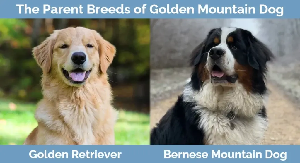 Golden Mountain Dog'un ebeveyn ırkları