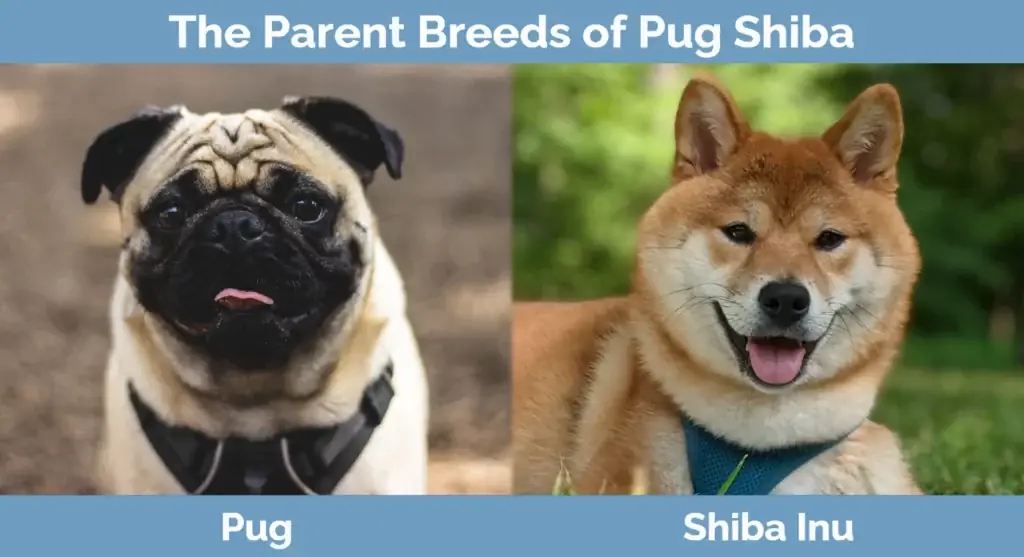 Foreldrerasene til Pug Shiba