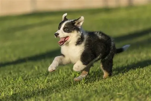 texas heeler puppy